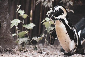 penguin on the rocks