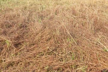 Dry Grass Field with Patches of Green Blades