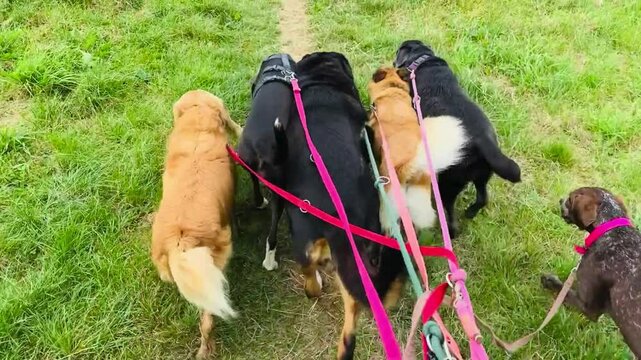 Video Spaziergang mit mehreren Hunden an der Leine