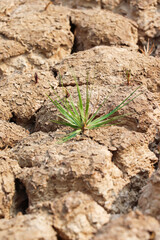 Small Green Plant Growing Through Cracked Dry Soil