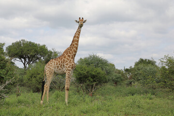 Giraffe / Giraffe / Giraffa camelopardalis