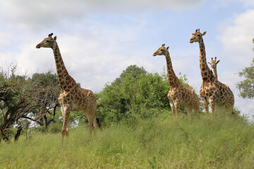 Giraffe / Giraffe / Giraffa camelopardalis
