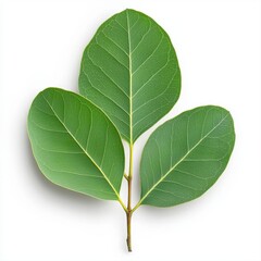 Obraz premium Green eucalyptus leaf isolated on a white background with transparent layer for graphic design and illustration