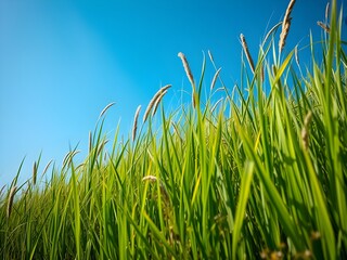 Grass and Sky background 