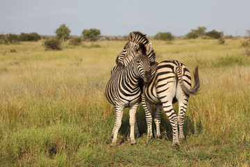 Obraz premium Steppenzebra / Burchell's zebra / Equus quagga burchellii