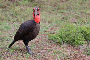 Kaffernhornrabe / Southern ground hornbill / Bucorvus leadbeateri