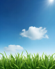 Fototapeta premium Grass and Sky background 