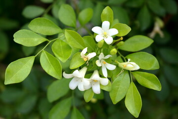 Close up white flowers Murraya paniculata or Orange jasmine blooming on branch and young green leaves. Another name China Box tree, Chinese Box Wood, Orange Jessamine and Andaman Satinwood.