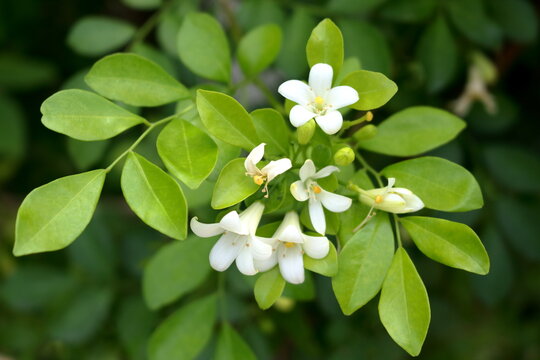 Close up white flowers Murraya paniculata or Orange jasmine blooming on branch and young green leaves. Another name China Box tree, Chinese Box Wood, Orange Jessamine and Andaman Satinwood.