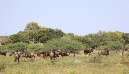 Streifengnu / Blue wildebeest / Connochaetes taurinus
