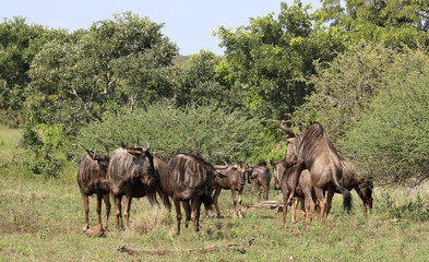 Streifengnu / Blue wildebeest / Connochaetes taurinus.