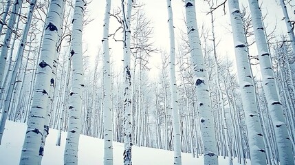 Snow-covered aspen trees on a winter hillside, serene landscape, winter wonderland, nature photography