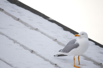 Alone Seagull. Ornithology. A silver seagull (Larus michahellis) in the snow in Istanbul. Bird, animal idea concept. Nature. nobody. Copy space, blank.