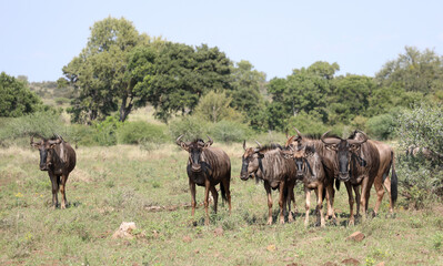 Streifengnu / Blue wildebeest / Connochaetes taurinus