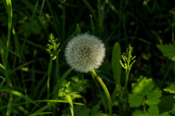 dandelion in the grass