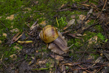 snail on a leaf