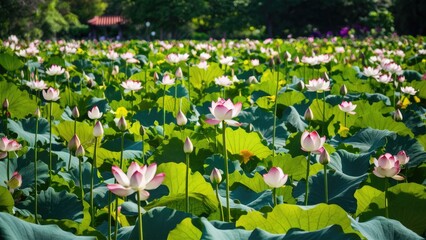 Vibrant pink and white lotus flowers blooming among lush green leaves in a serene park setting under soft sunlight creating a tranquil atmosphere