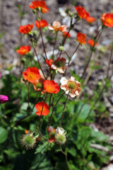 Bed of sunlit Avens flowers, Devon, England
