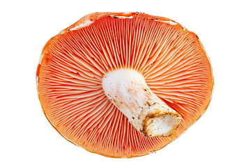 mushroom top view isolated on white transparent background