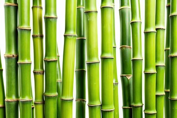 Fototapeta premium Striking bamboo photos: crisp white backgrounds, expertly composed using the rule of thirds.