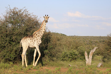 Giraffe / Giraffe / Giraffa camelopardalis