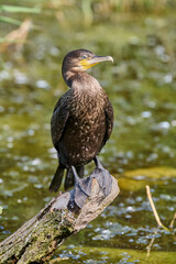 Cormorant bird perches on submerged tree branch, surrounded by calm, green wetland waters. Scene exudes peaceful, natural ambiance, capturing moment in bird habitat