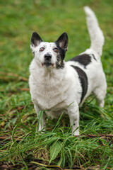 Cute small black and white dog looking up, barking at a cat on a tree.