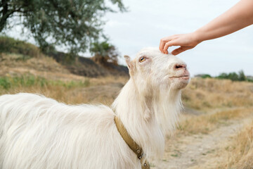 Woman petting head of a white hornless goat, meadow and overcast sky in the background. Close up.