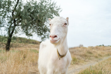Portrait of a female white hornless goat in a meadow, looking to the camera, overcast sky in the...