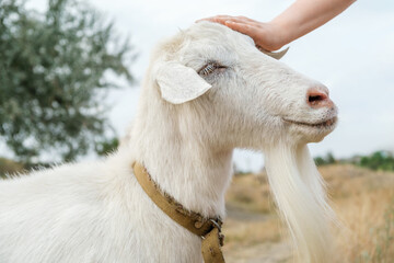 Obraz premium Woman petting head of a white hornless goat, meadow and overcast sky in the background. Close up.