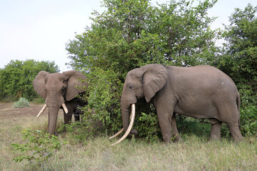 Fototapeta premium Afrikanischer Elefant / African elephant / Loxodonta africana