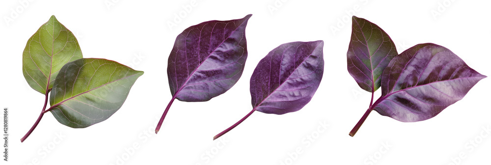 Poster colorful variegated leaves displaying green and purple hues, showcasing unique textures and patterns
