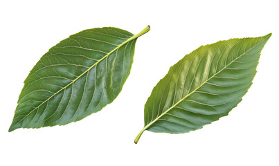 Obraz premium Green leaves showcasing distinct textures and shapes, highlighting botanical diversity and natural beauty, isolated on transparent background, png