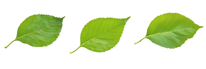 Fototapeta premium Green leaves showcasing different shapes and textures, highlighting natural variations in foliage, vibrant colors, and intricate vein patterns, isolated on transparent background, png