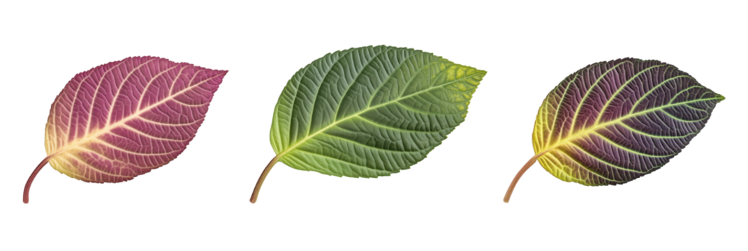 Colorful Leaves Displaying Gradient Transitions from Purple to Green to Yellow, Showcasing Natural Beauty and Diversity in Leaf Structure, isolated on transparent background, png