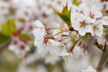 Nature background with white spring flower