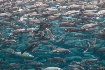 Wild Fish in Sea, Underwater Migration