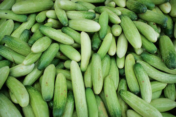 Fresh cucumbers (timun) with smooth green skin and crisp texture, showcasing their natural freshness and raw state