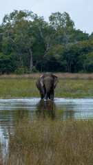 Fototapeta premium Scenic view of solo Sri Lankan Asian elephant standing in a shallow lake of water during wildlife safari in Wilpattu National Park Sri Lanka