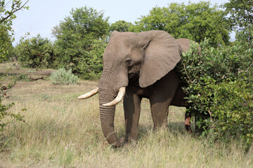 Afrikanischer Elefant / African elephant / Loxodonta africana