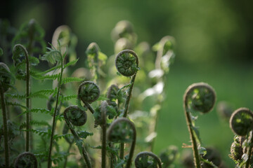 young shoots of forest fern. natural curl. twisted fern leaf. spring forest with awakening plants