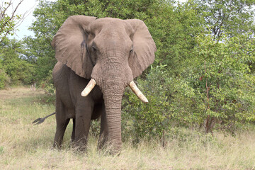 Afrikanischer Elefant / African elephant / Loxodonta africana