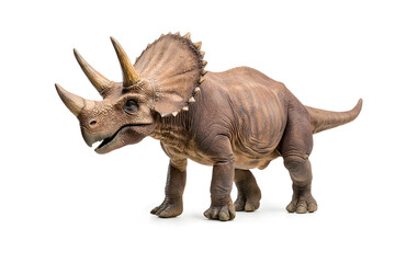 Fototapeta premium Dino triceratops isolated on white background