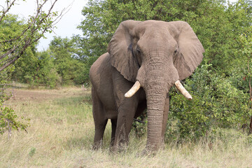 Fototapeta premium Afrikanischer Elefant / African elephant / Loxodonta africana