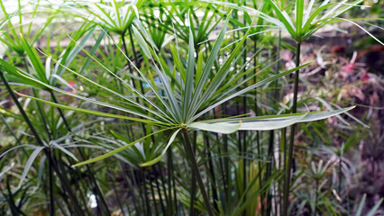 Aquatic Plants, Papyrus, and Tropical Subtropical Flora