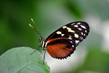 butterfly on a flower