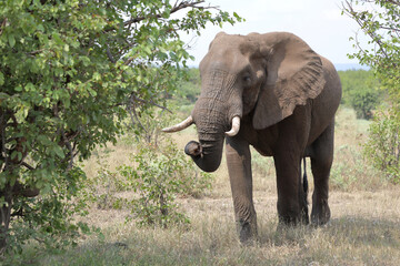 Fototapeta premium Afrikanischer Elefant / African elephant / Loxodonta africana