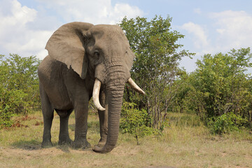 Obraz premium Afrikanischer Elefant / African elephant / Loxodonta africana