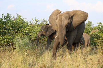 Obraz premium Afrikanischer Elefant / African elephant / Loxodonta africana