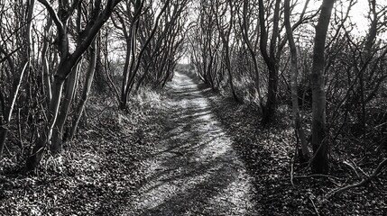Sunlit path through winter woodland, nature trail, peaceful walk